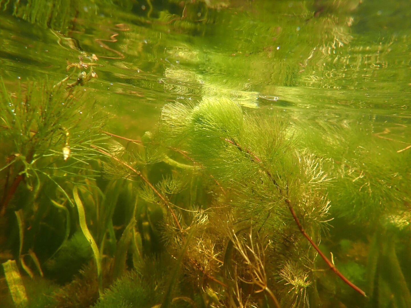 onderwaterfoto